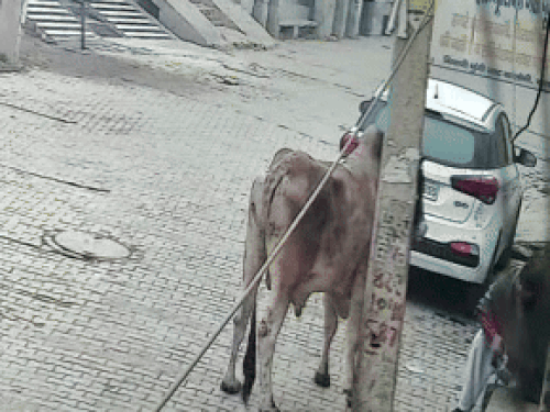 दूसरे बुजुर्ग को भी सांड ने टक्कर मारकर घायल कर दिया।