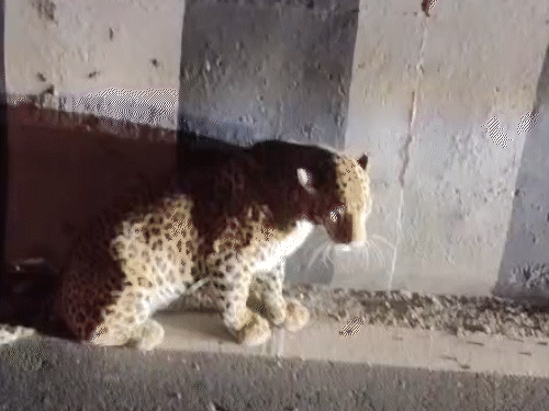 गोमती-उदयपुर हाईवे पर गुरुवार को घायल हालत में लेपर्ड दिखाई दिया था। इसे पकड़ने के लिए रात 2 बजे तक रेस्क्यू भी चला।