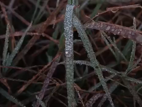 सीकर सहित कई जिलों में शुक्रवार सुबह खेतों में ओस की बूंदें जमी नजर आई।