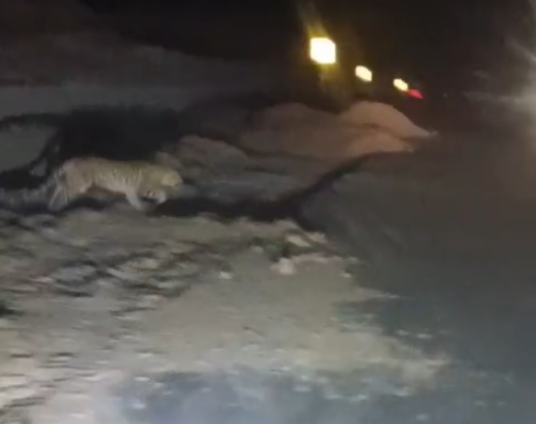 Leopard spotted on bypass road in Banda