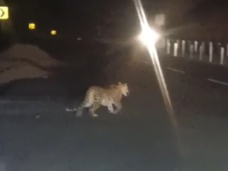 Leopard spotted on bypass road in Banda