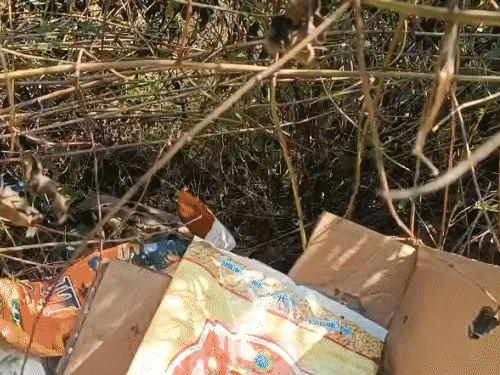 दोनों शव थोड़ी-थोड़ी दूर पर मिले। - Dainik Bhaskar