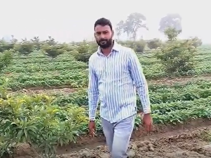 हिसार में बागवानी इंटर क्रॉपिंग से 20 लाख की कमाई:  सुरेंद्र को मिल चुके कई अवॉर्ड; अमरूद के साथ चीकू, मौसमी संग नींबू की पैदावार – Hisar News