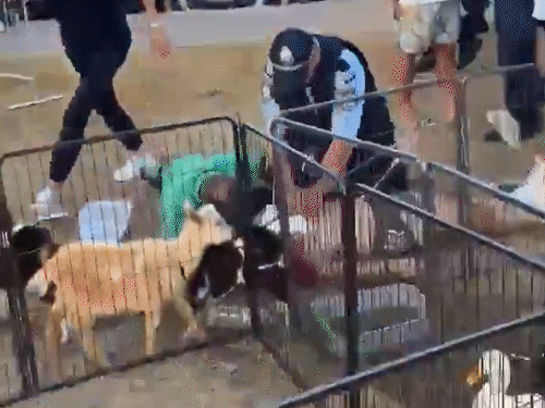 एक वायरल वीडियो में पुलिस घायल को CPR देते हुए दिख रही है। (वीडियो सोशल मीडिया पर वायरल है।)