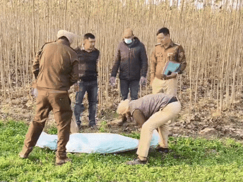 जगाधरी-पांवटा नेशनल हाईवे से करीब 100 दूरी पर यह लाश पॉपुलर की नर्सरी में लाश पड़ी मिली थी। शव को सील करते पुलिस कर्मी और तलाश करते खोजी कुत्ते- फाइल फोटो।