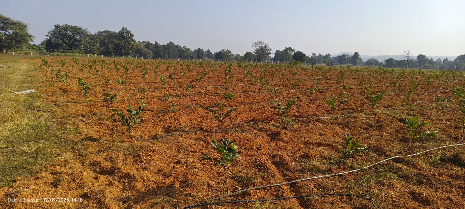 किसान सोनू सिंह ने 5 एकड़ में ताइवान अमरूद की फसल लगाई है।