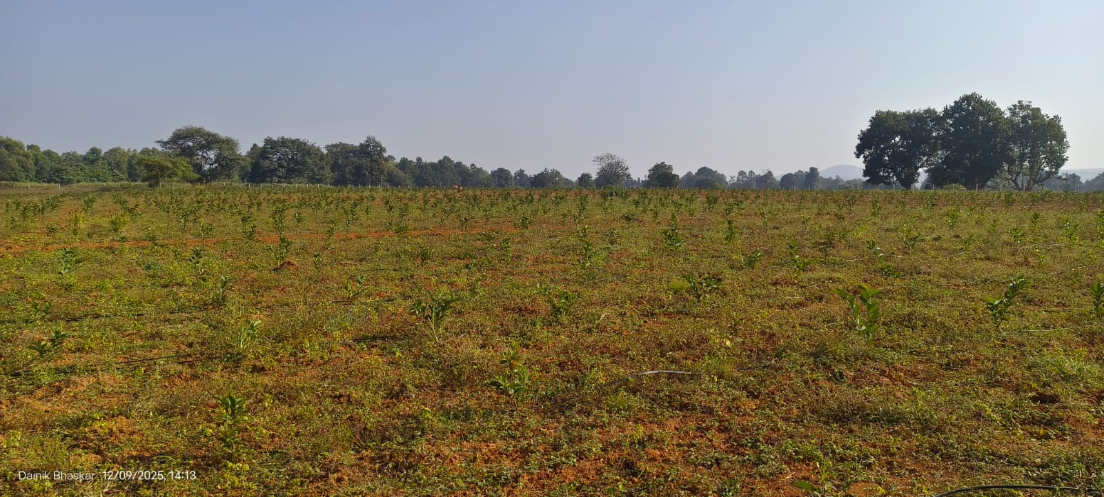 डेढ़ एकड़ में ग्रीन एप्पल बेर, दो एकड़ में शरीफा सीताफल दो एकड़ में ताइवान‎ सुपर अर्ली कटहल समेत जामुन, शहतूत और ड्रैगन फ्रूट लगाने की भी तैयारी में है।