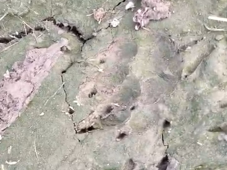 खेत में मिले जानवर के पंजों के निशान