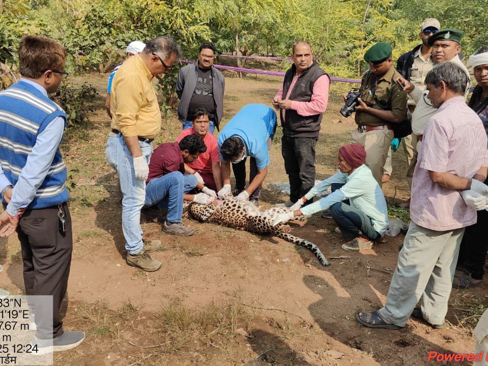 Female leopard attacked with sticks, 7 arrested | मादा तेंदुए को लाठी-डंडों से वार कर डाला, 7 गिरफ्तार: करंट तार में फंसने के बाद पीट-पीटकर मौत के घाट उतारा, पंजे-दांत काट ले गए - Khairagarh News 3 287c6bac 1ca2 4c2e 982f 3b8ed80ba118 1765890722606