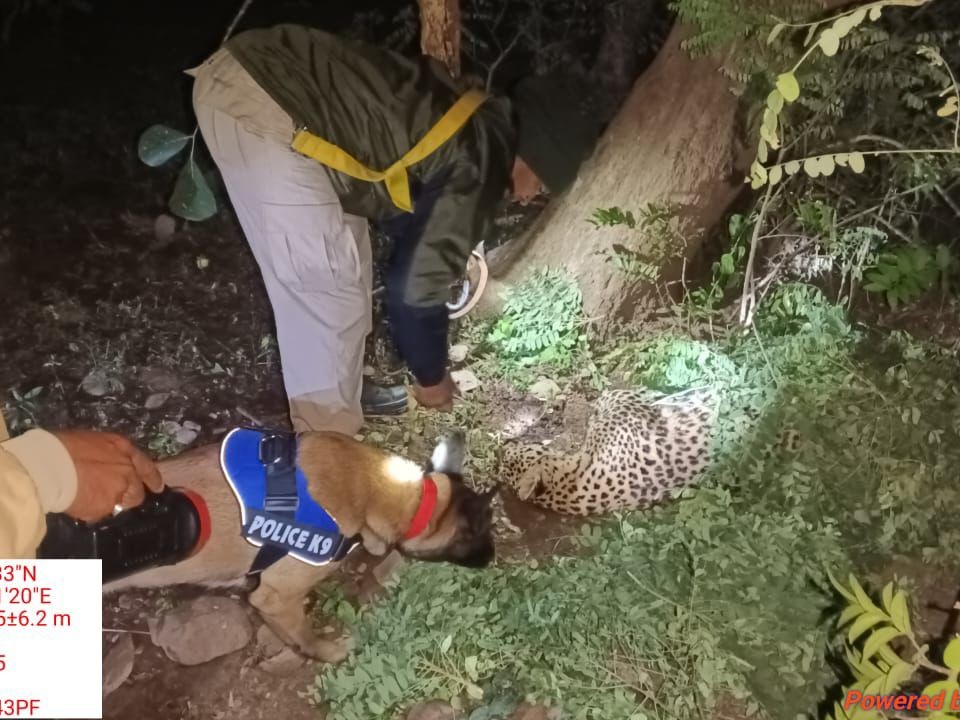 Female leopard attacked with sticks, 7 arrested | मादा तेंदुए को लाठी-डंडों से वार कर डाला, 7 गिरफ्तार: करंट तार में फंसने के बाद पीट-पीटकर मौत के घाट उतारा, पंजे-दांत काट ले गए - Khairagarh News 5 96080e1a 1606 4c50 ab68 a60ef79c9332 1765890722605