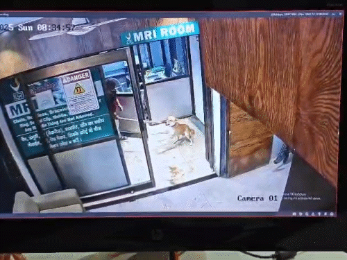 डंडे की पिटाई के दौरान छटपटाता रहा कुत्ता।