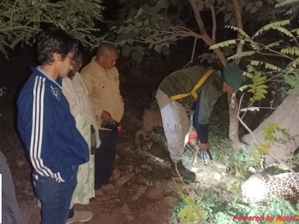 Female leopard attacked with sticks, 7 arrested | मादा तेंदुए को लाठी-डंडों से वार कर डाला, 7 गिरफ्तार: करंट तार में फंसने के बाद पीट-पीटकर मौत के घाट उतारा, पंजे-दांत काट ले गए - Khairagarh News 2 edf4f914 a70f 4459 9bab f71aa7171914 1765890722607