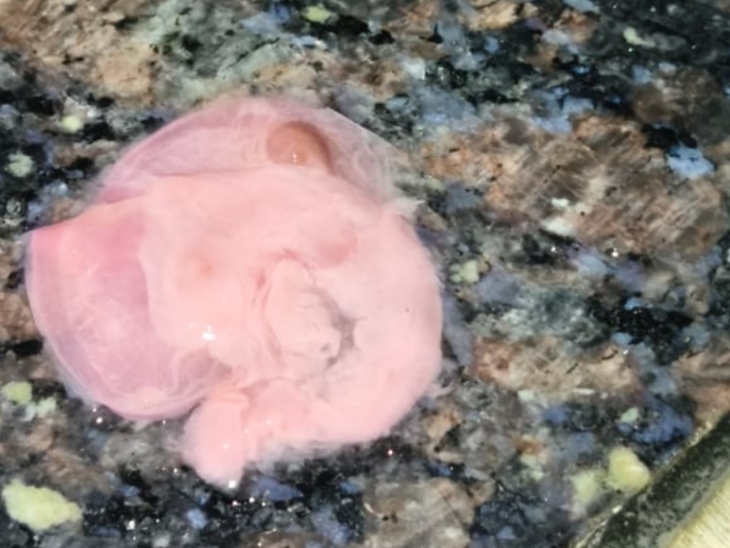 सिरप में निकला था मांस जैसा टुकड़ा।