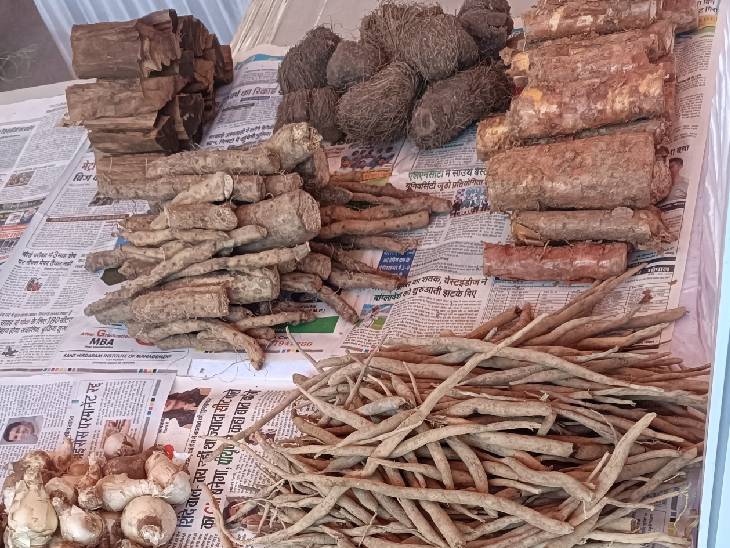 वन मेले में जड़ी-बूटियों के स्टॉल भी लगेंगे।