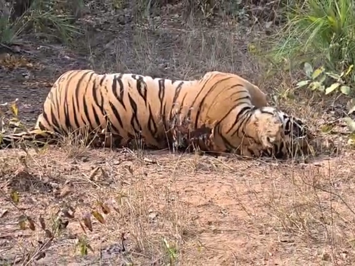 करंट लगने से झुलस गया था बाघ का शरीर।