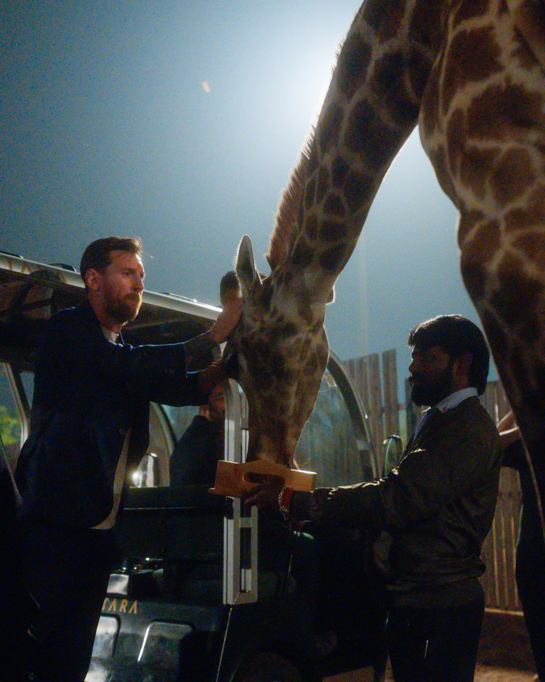 मेसी ने जिराफ को चारा खिलाया।