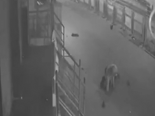 पति को उठाने की कोशिश की, लेकिन नाकाम रही।