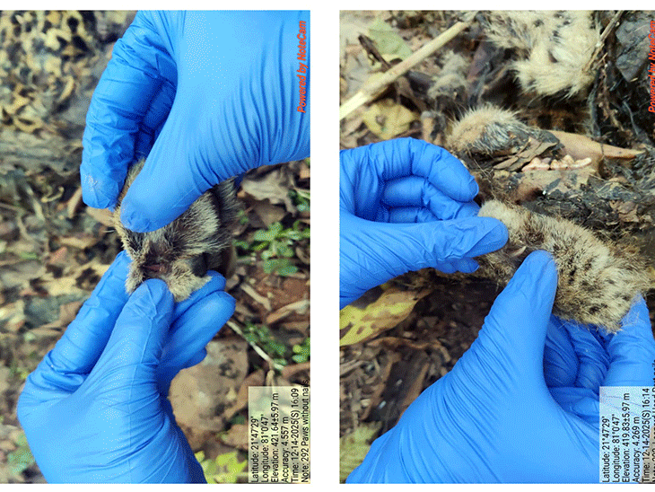 तेंदुए के शव के साथ 21 किलोग्राम जीआई तार बरामद किया गया है।