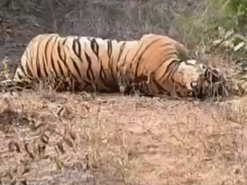 सूरजपुर जिले में बाघ के पीठ पर मिले जलने के निशान।