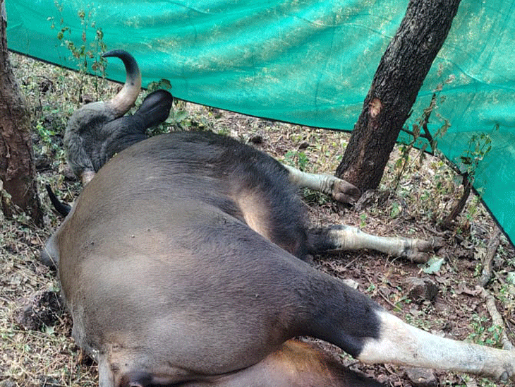 कवर्धा में करंट तार की चपेट में आए बायसन की मौत।