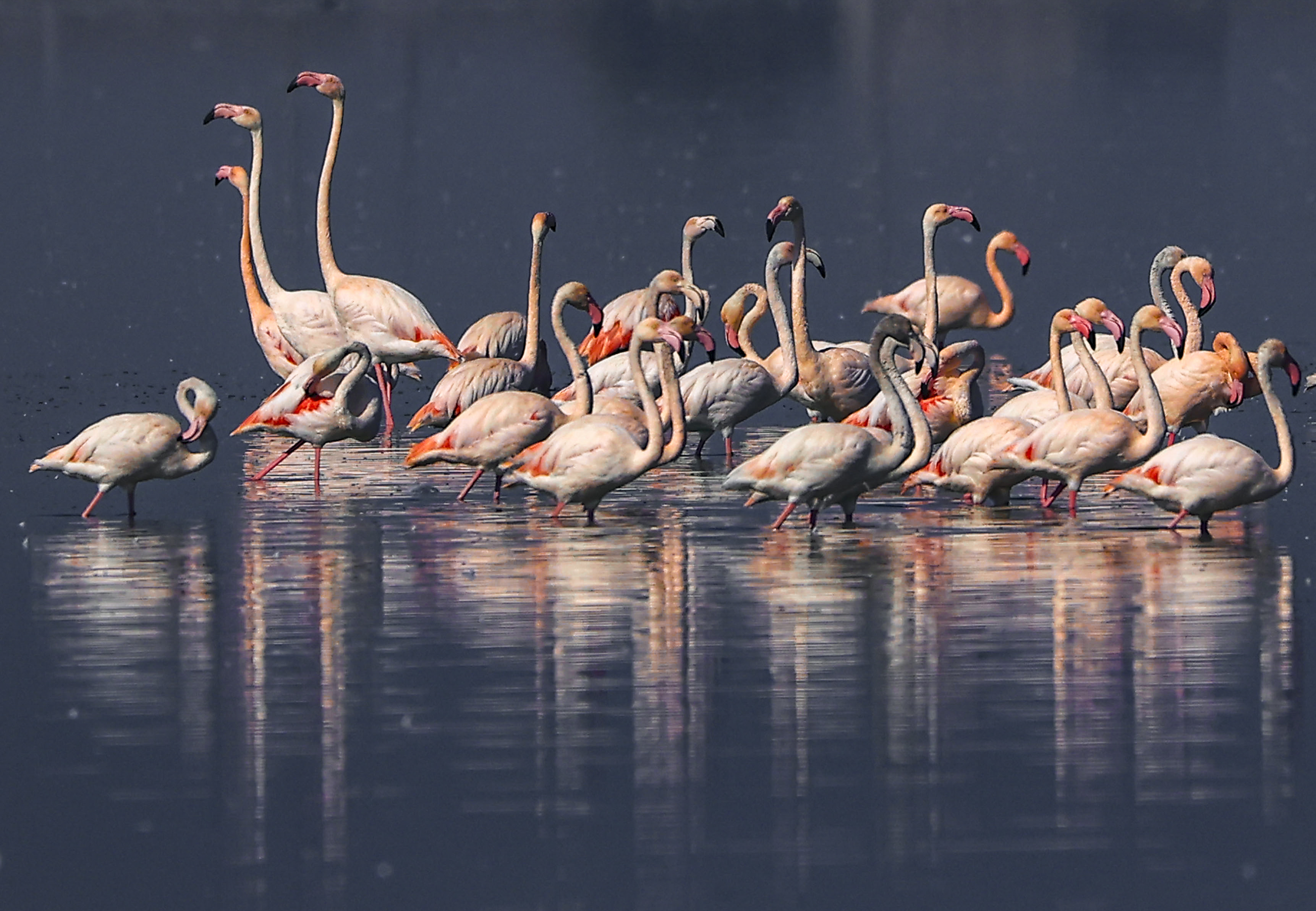 राजस्थान के जयपुर के पास सांभर लेक में अप्रवासी पक्षी फ्लेमिंगो का आना शुरू हो गया है।