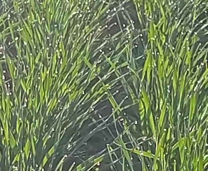 खेतों में ओस की बूंदें जमने लगी।