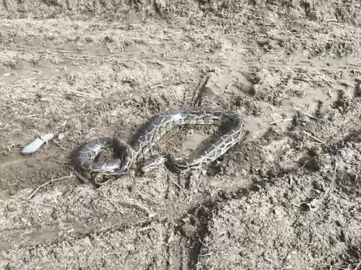 A python was seen coming out of the bushes and basking in the sun in ...