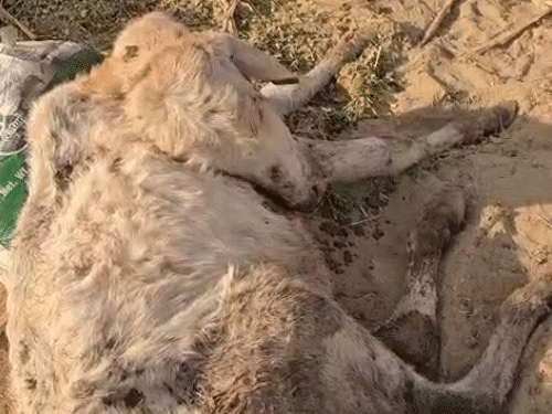 तस्वीर, बीमार गोवंश की है। बीमारी ऐसी है कि ये गर्दन भी नहीं उठा पा रहा है।