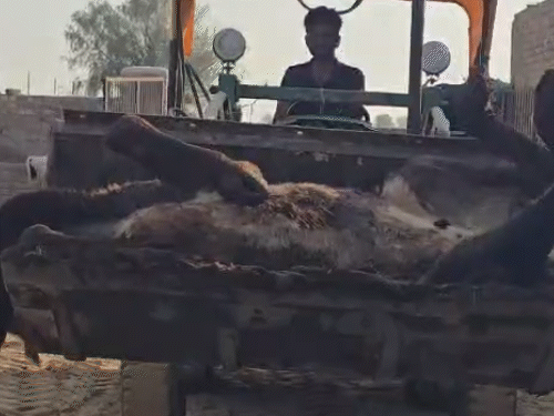 प्रशासन ने मौके से गोवंश के शवों को वहां से हटवाया है।