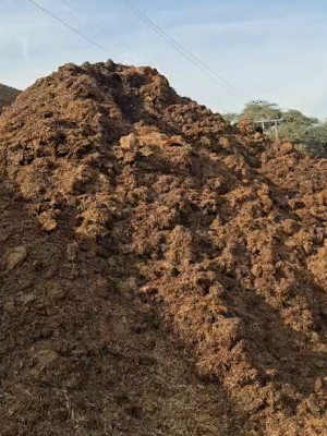 ये है वो गीला चारा, जिससे खाने से लगातार गायों की तबीयत बिगड़ रही है। वजह ठंड भी है।