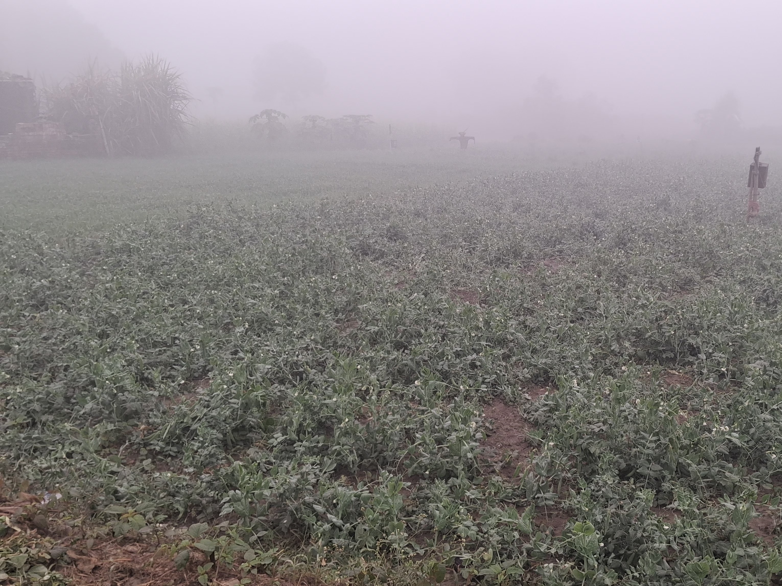 Dense fog in Harhua, adversely affecting crops | हरहुआ में घना कोहरा, फसलों  पर पड़ रहा प्रतिकूल असर: आलू, मटर, गोभी सहित सब्जियों में झुलसा रोग, किसान  चिंतित - Harhua ...