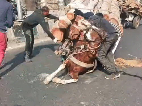 अमृतसर में ओवरलोड तांगे से गिरा घोड़ा, VIDEO:  सड़क पर गिरते ही दोनों पैर मुड़े, लोगों के उठाते ही हवा में ऊपर टंग गया – Amritsar News