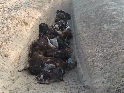 ये तस्वीर, गोशाला के पिछले हिस्से की है। यहां गोवंश को दफनाया जा रहा था।