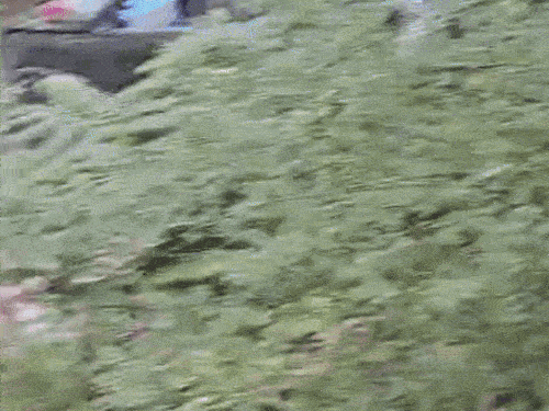 नाले में गिरी कार और मदद करते लोग।