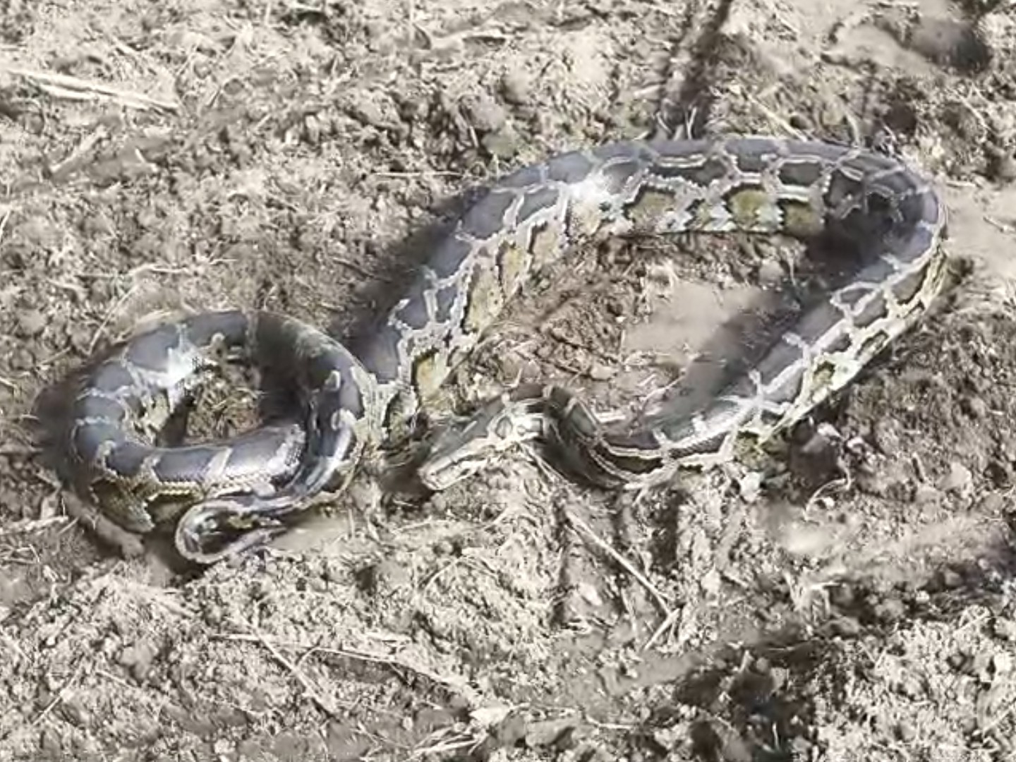 A python was seen coming out of the bushes and basking in the sun in ...