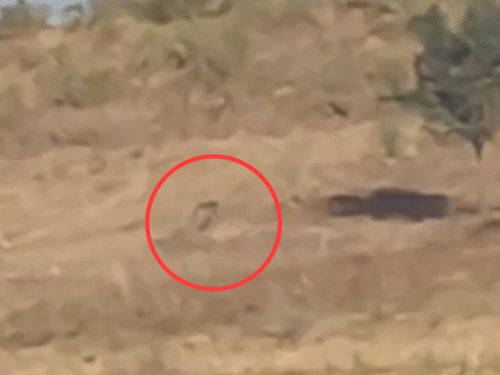 युवकों के शोर मचाने और आसपास के खेतों से ग्रामीण मौके पर पहुंचने से हो-हल्ला सुनकर लेपर्ड मौके से भाग गया।