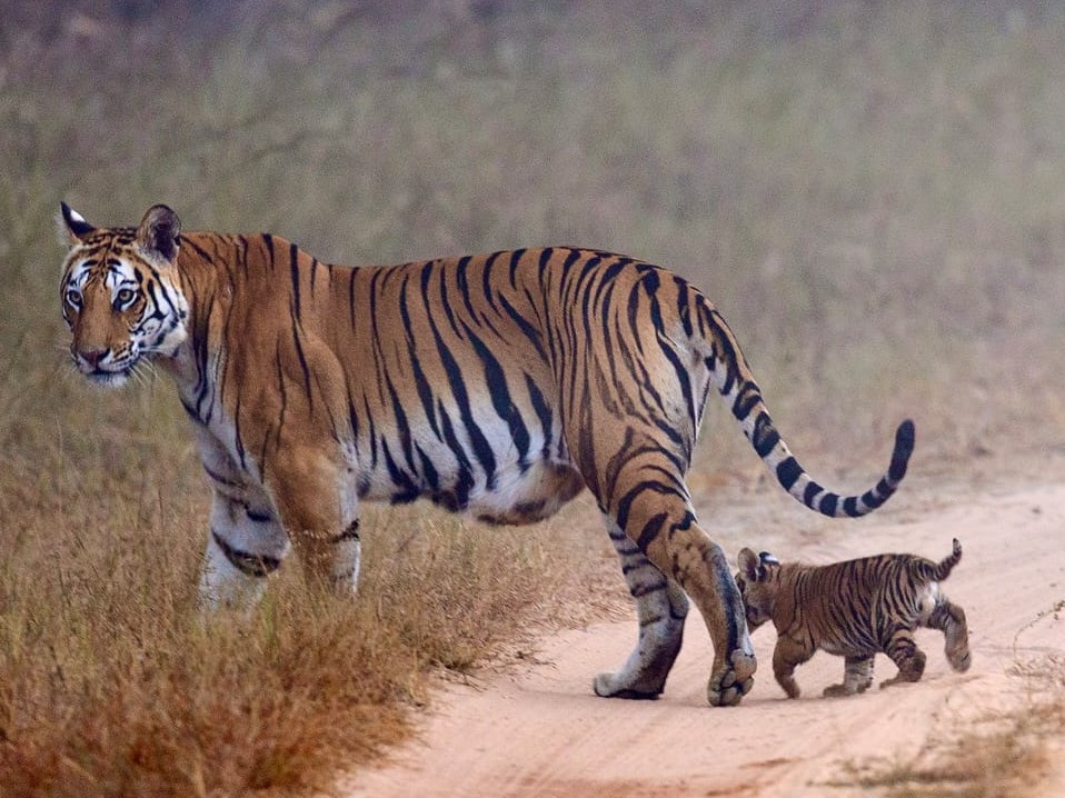 खुले जंगल में मां के पीछे चलता दिखा नन्हा शावक।