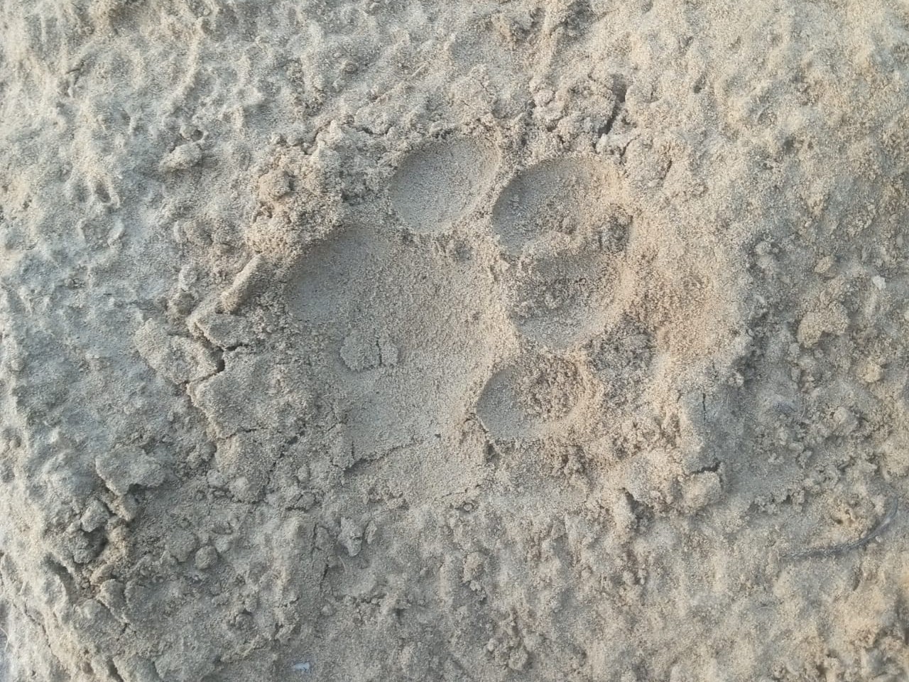 धोधलिया गांव के खेत में मौके पर लेपर्ड के पगमार्क मिले है।