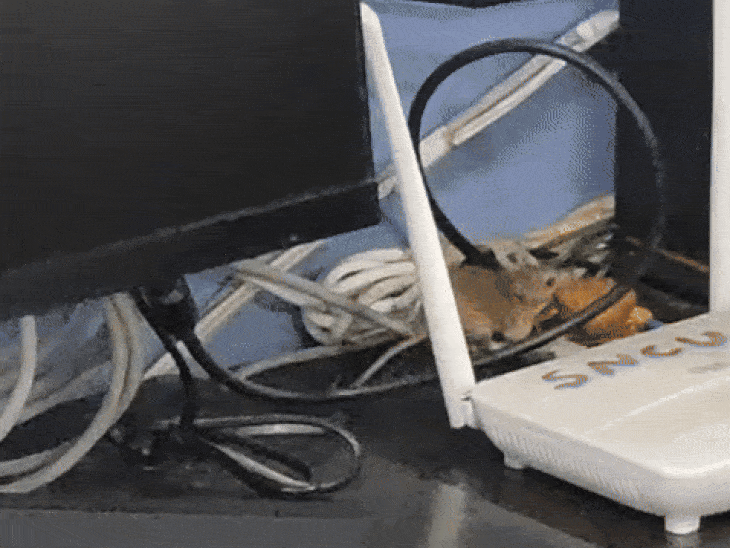 प्रिंटर के अंदर मंगोड़ी लेकर जाता चूहा।