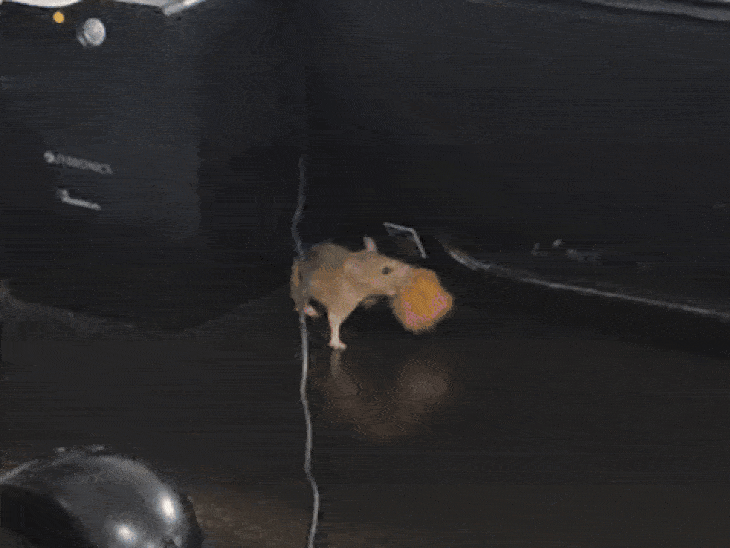 चूहा प्रिंटर के अंदर मंगोड़ी लेकर जाने की कोशिश करता हुआ।