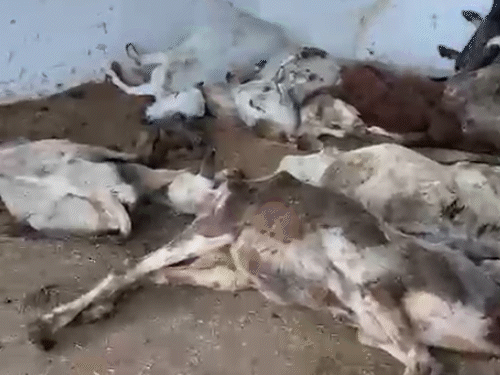 15 से अधिक मृत गायों का यह वीडियो सामने आया था।
