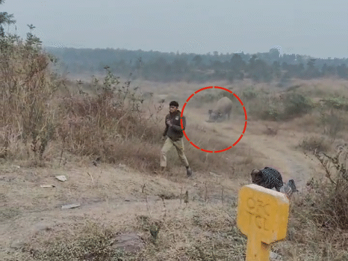 मंगलवार शाम सीसीएल कर्मी अमित रजवार पर हाथी ने हमला कर दिया था।