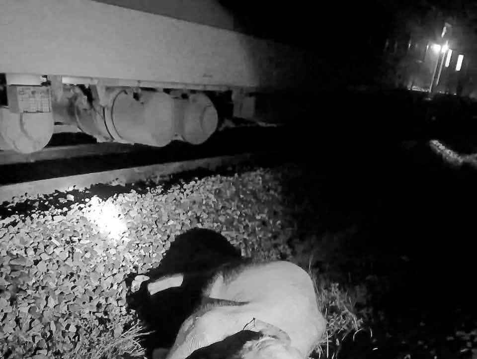 ट्रैक के दोनों तरफ हाथियों के कटे शव बिखर गए।