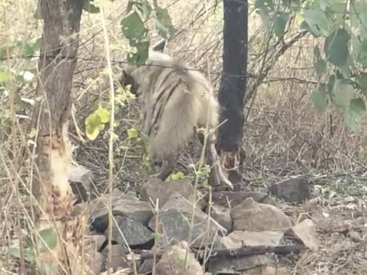 झांसी में खेत किनारे लगाई गई तार फेंसिंग में एक हाइना (लकड़बग्घा) फंस गया। - Dainik Bhaskar