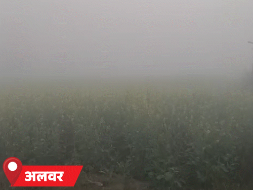 अलवर और भरतपुर के अधिकतर इलाकों में शुक्रवार सुबह घना कोहरा छाया।