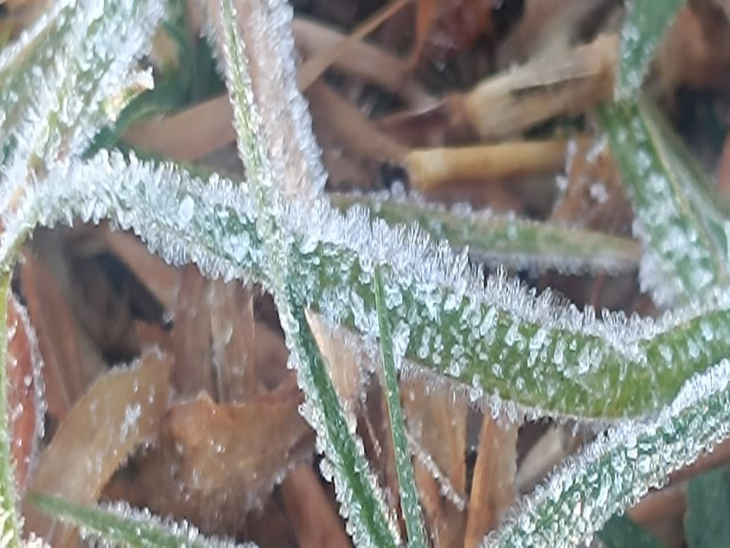 सरगुजा के मैनपाट में रविवार सुबह ओस जमकर बर्फ बन गई।