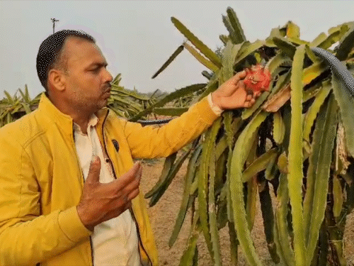 400-500 रुपए किलो बिकता है ड्रेगन फ्रूट।