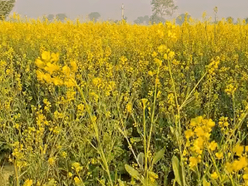 श्रीगंगानगर में शानिवार को बादल छाए रहे। साथ में हल्की धुंध रही।