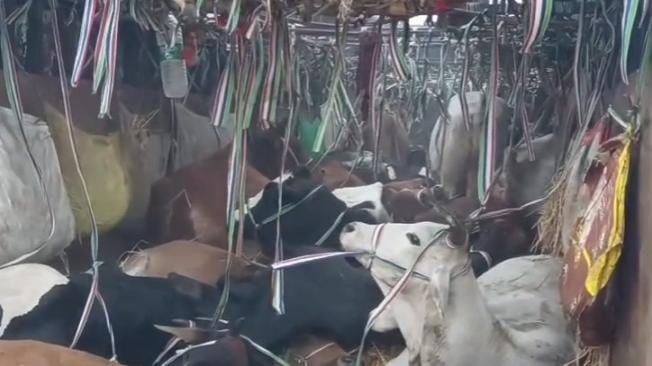 कंटेनर में जानवरों को ठूंस कर भरा गया था।