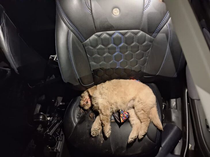 लुधियाना में बलेनो-इनोवा की भीषण टक्कर:  लड़की की मौत, BJP नेता की बेटी समेत 6 घायल; बर्थडे पार्टी मनाकर घर लौट रहे थे – Ludhiana News